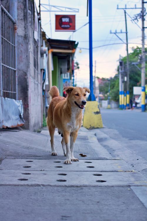 Free A stray dog walking on a city sidewalk in Bacoor, Philippines, in the daytime. Stock Photo