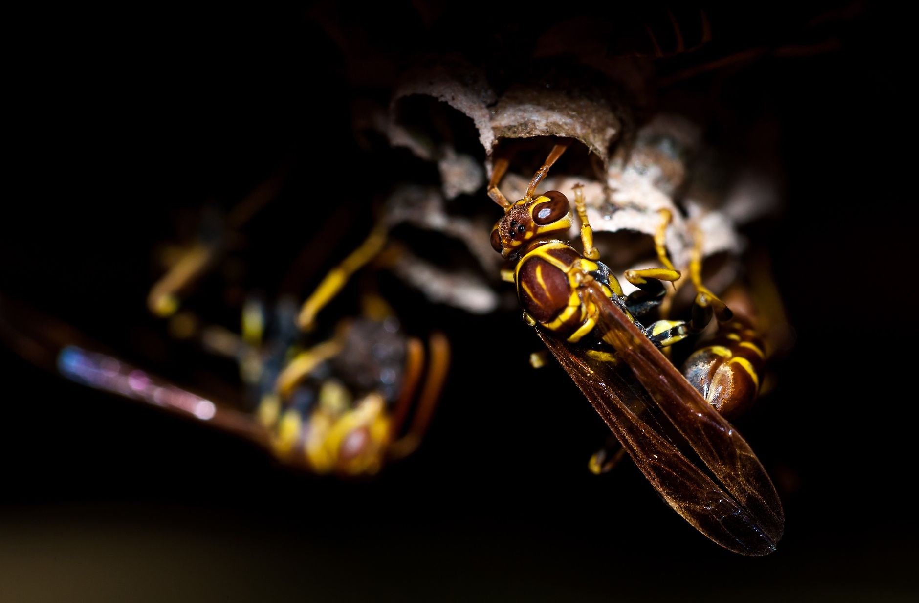 Detailed macro shot of wasps tending to their paper nest, showcasing their intricate natural behavior.