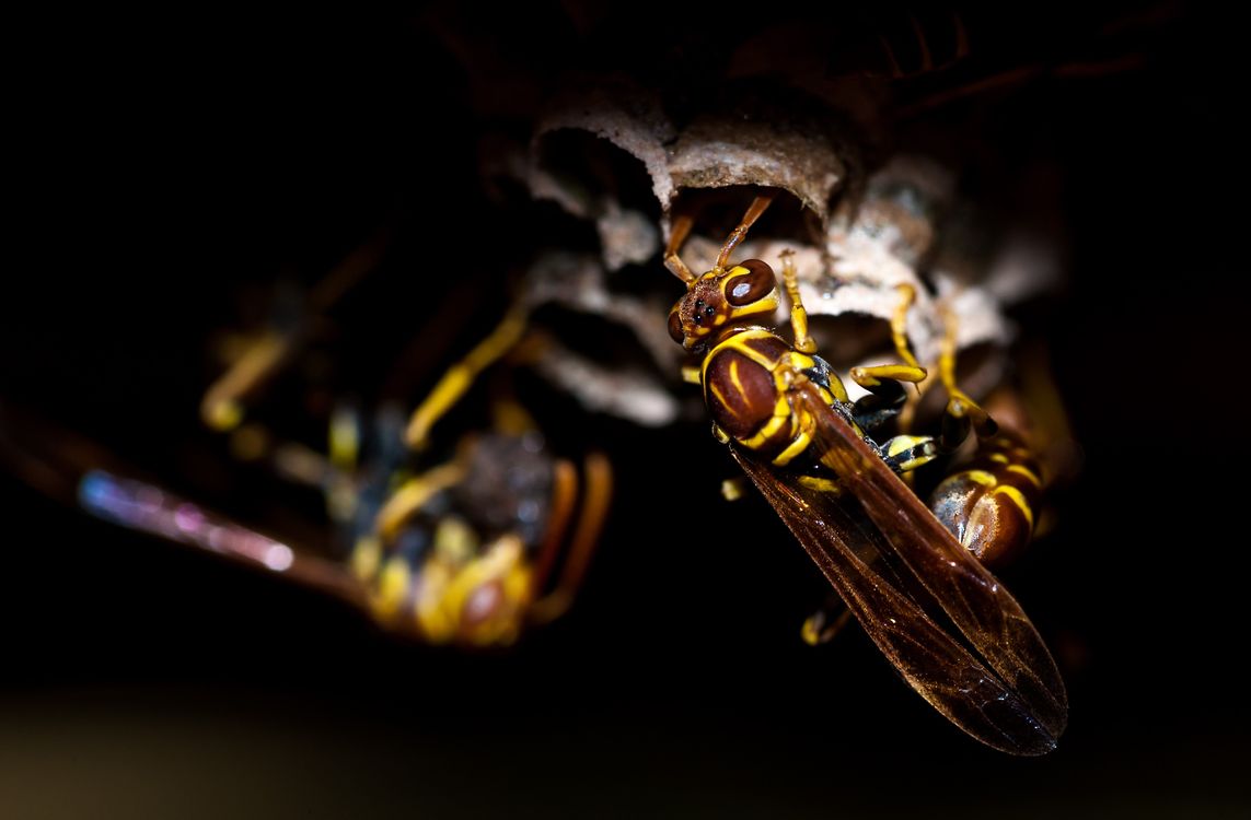 Jasp Insect Swarm of Yellowjacket Wasps · Free Stock Photo