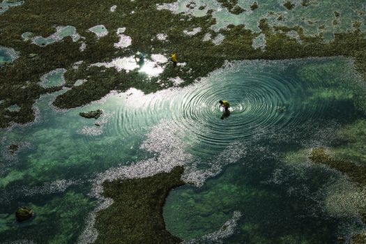 Aerial view of unrecognizable person walking in green overgrown water collecting grass on sunny day