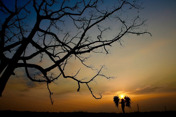 Bare Tree And An Asian Farmer Silhouette At Sunset