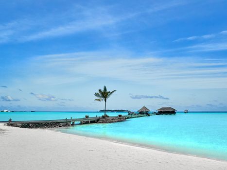 Experience a serene tropical paradise with a pier and palm tree on a clear beach.