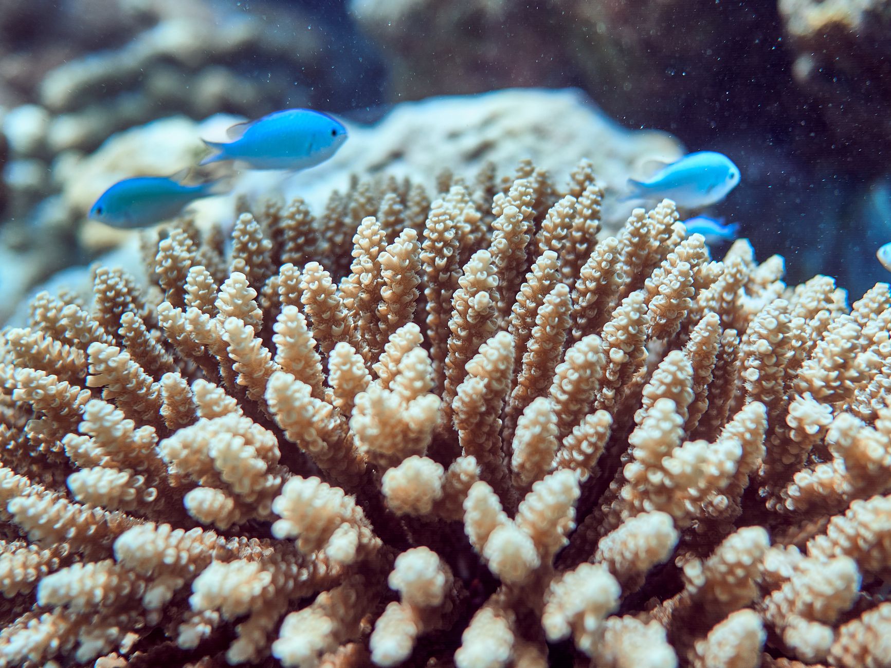 Great Barrier Reef niet op lijst bedreigd werelderfgoed