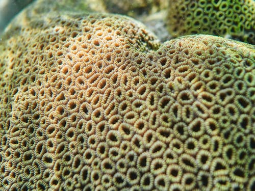 Fotos de stock gratuitas de bajo el agua, coral, de cerca