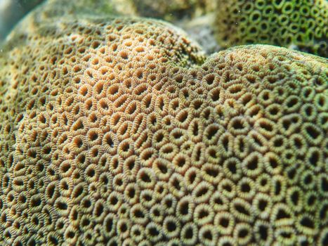 Vivid close-up shot of an intricate brain coral pattern underwater, showcasing nature's unique design.