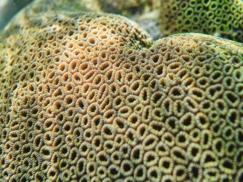 Free Vivid close-up shot of an intricate brain coral pattern underwater, showcasing nature's unique design. Stock Photo