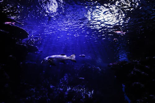 Bezpłatne Darmowe zdjęcie z galerii z akwarium, ciemny, głęboki Zdjęcie z galerii