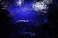 在深蓝色的水中，鱼的轮廓在宁静的水下场景里游动