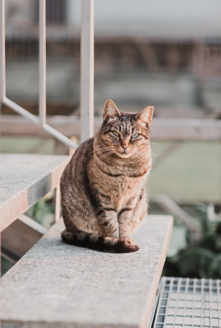 Tabby Cat Sitting On Steps