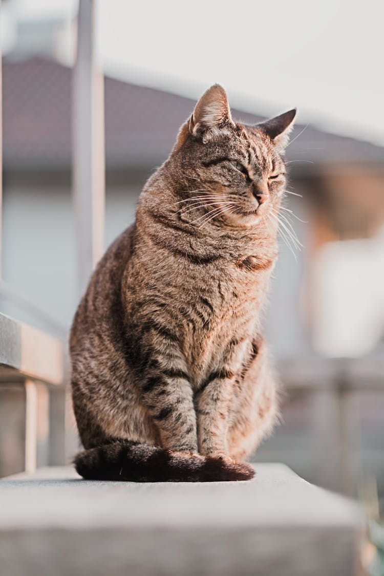 Tabby Cat Sitting On Steps