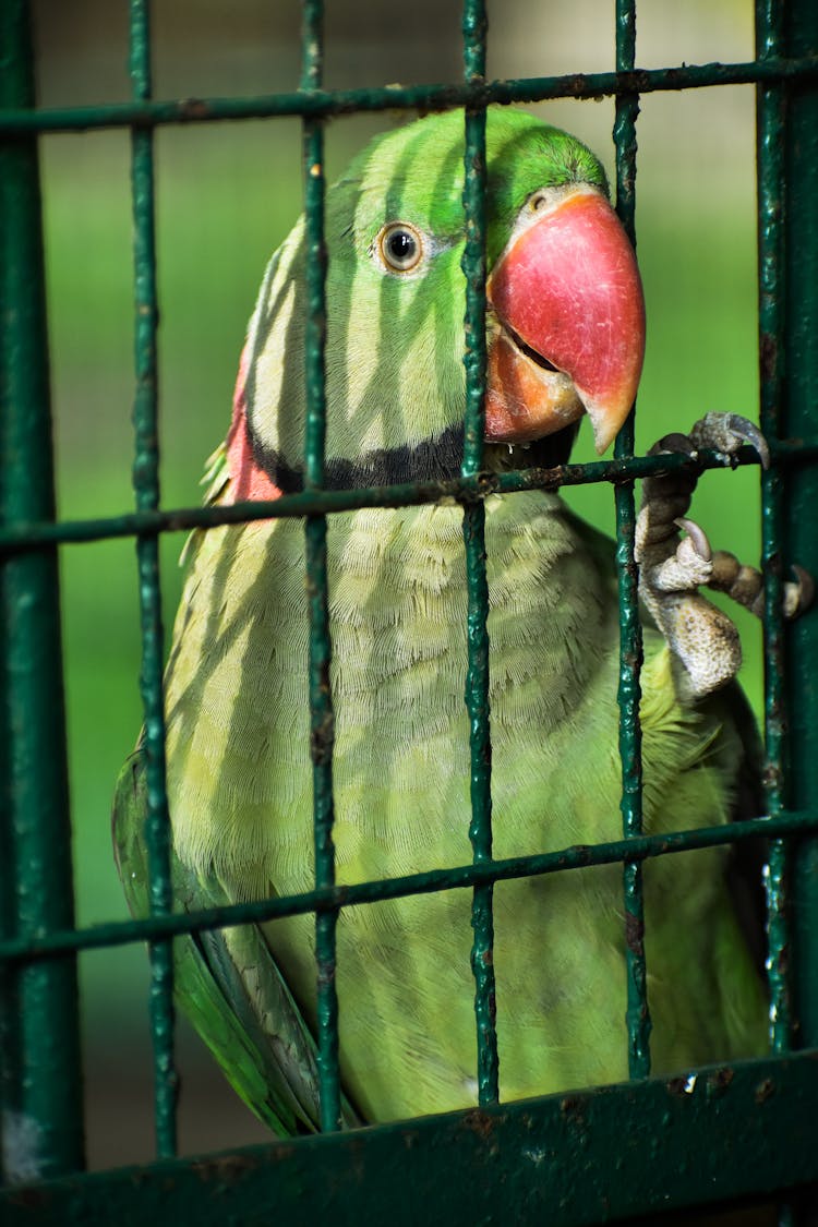 A Parrot In A Cage