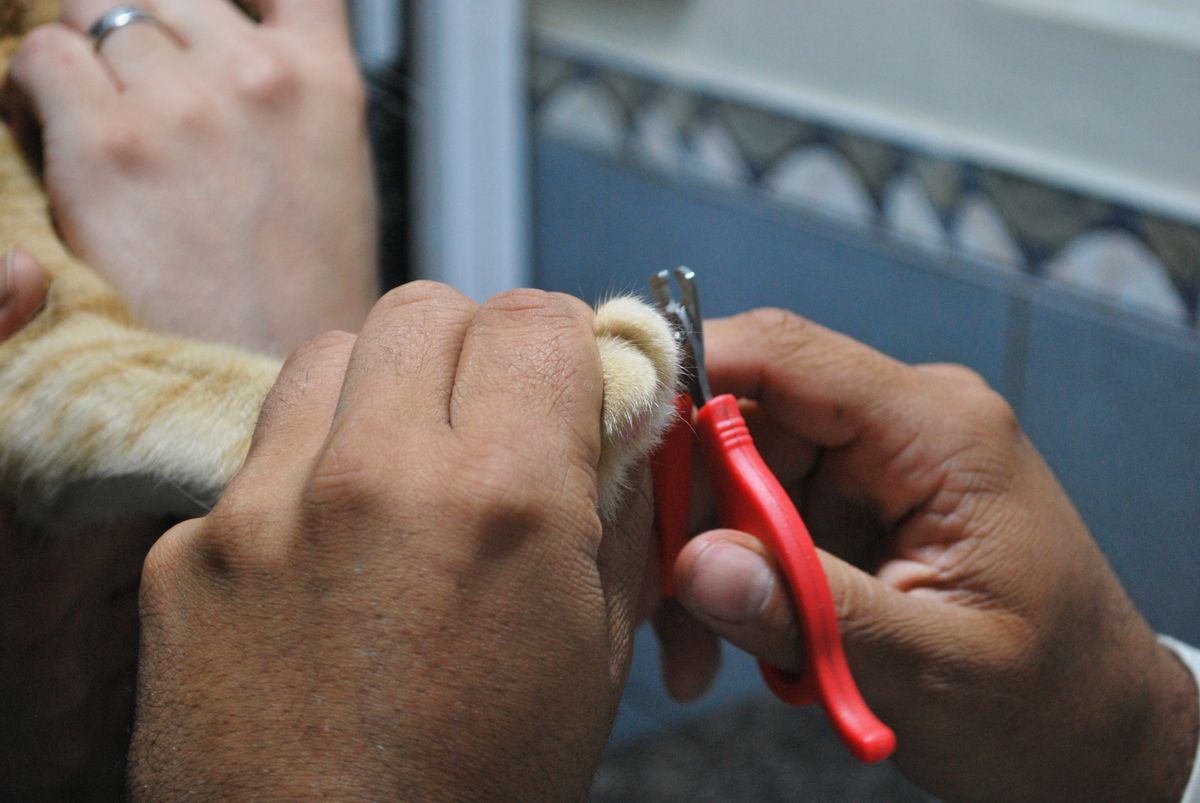 Veterinarian carefully clipping a cat’s nails