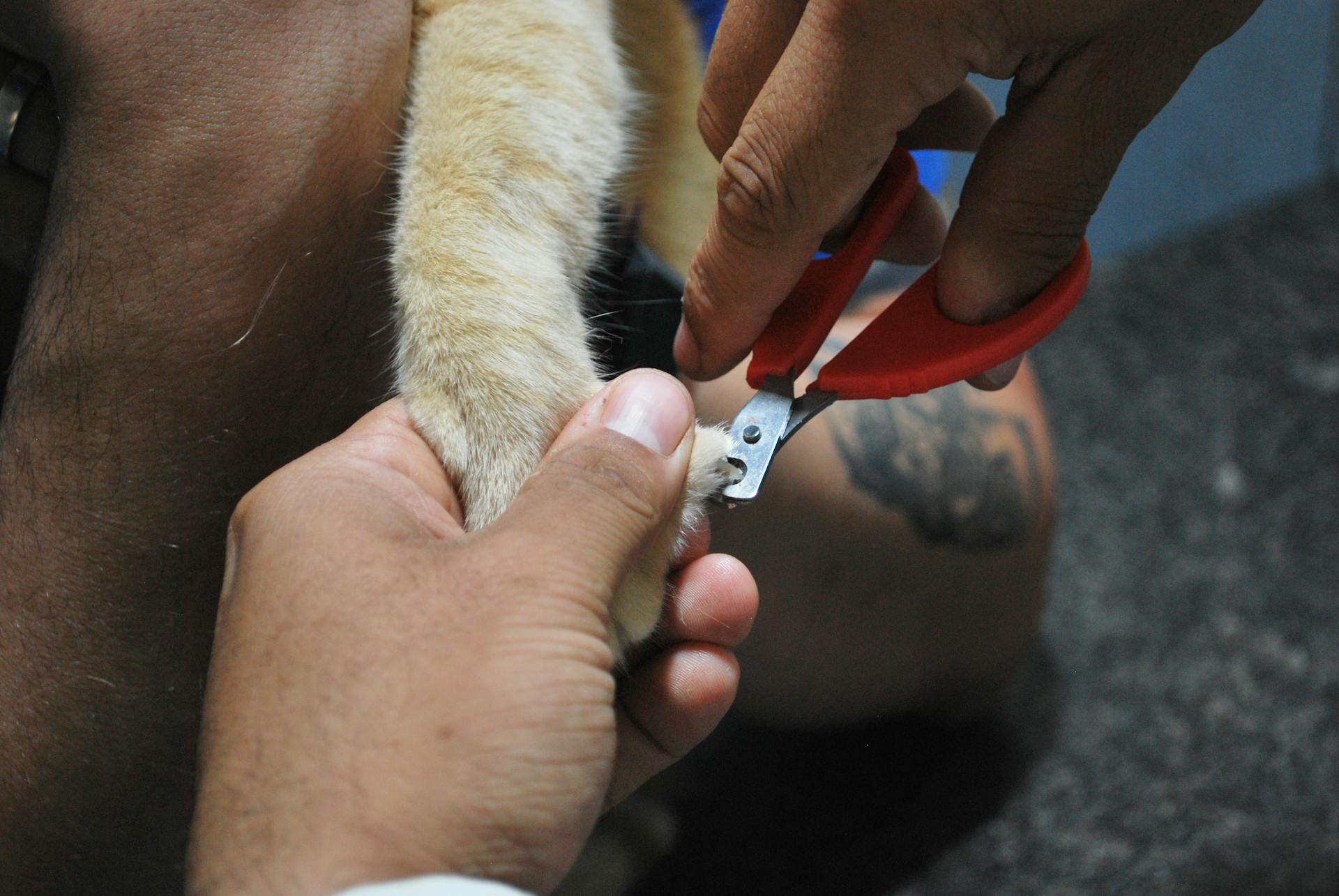 Persoon die een nagelknipper op een dier gebruikt