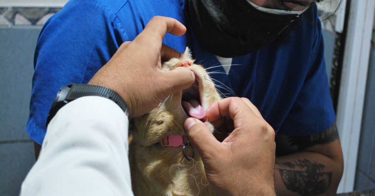 A veterinarian inspects a cat's teeth during a check-up in a veterinary clinic setting.