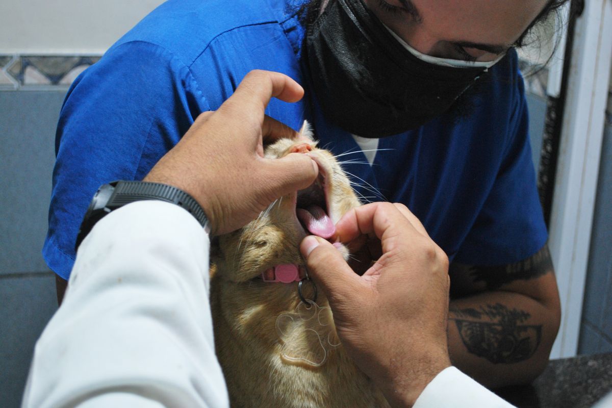 veterinaire-maraussan.fr - Votre blog animalier : informations et actualités
