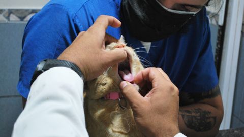 Gingivitis en gatos: síntomas, causas, tratamiento y prevención