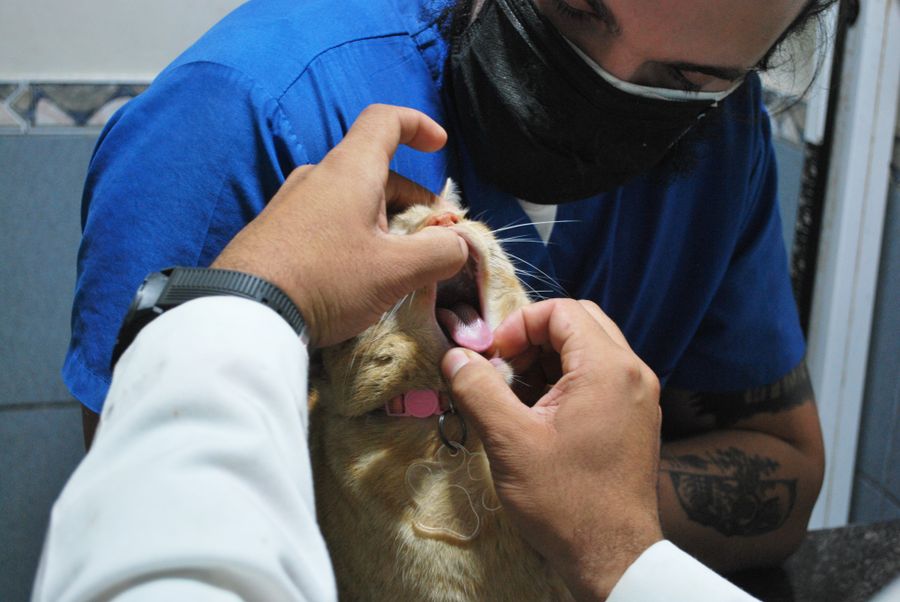 Veterinarian checking a cat's mouth