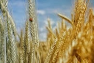 阳光明媚的麦田里，一只瓢虫停在麦秆上，象征着自然与农业