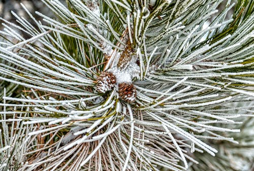 Close-up of Conifer Needles and Cones Covered in Frost 
