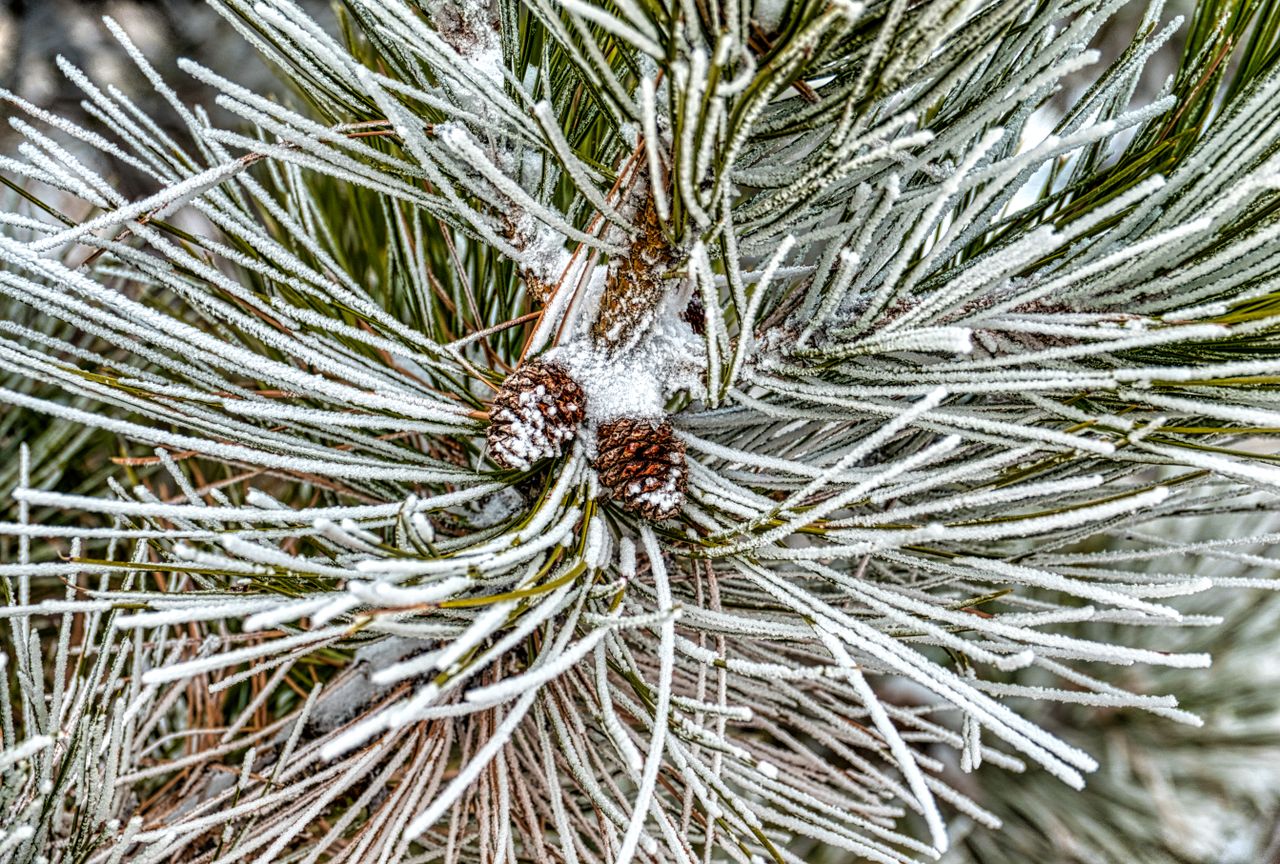 Close-up of frost-covered pine needles with two small pinecones dusted in frost.