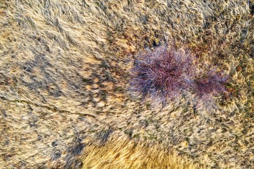 Free Aerial shot showing a patch of dry grassland with bare shrubs, highlighting texture and natural patterns. Stock Photo