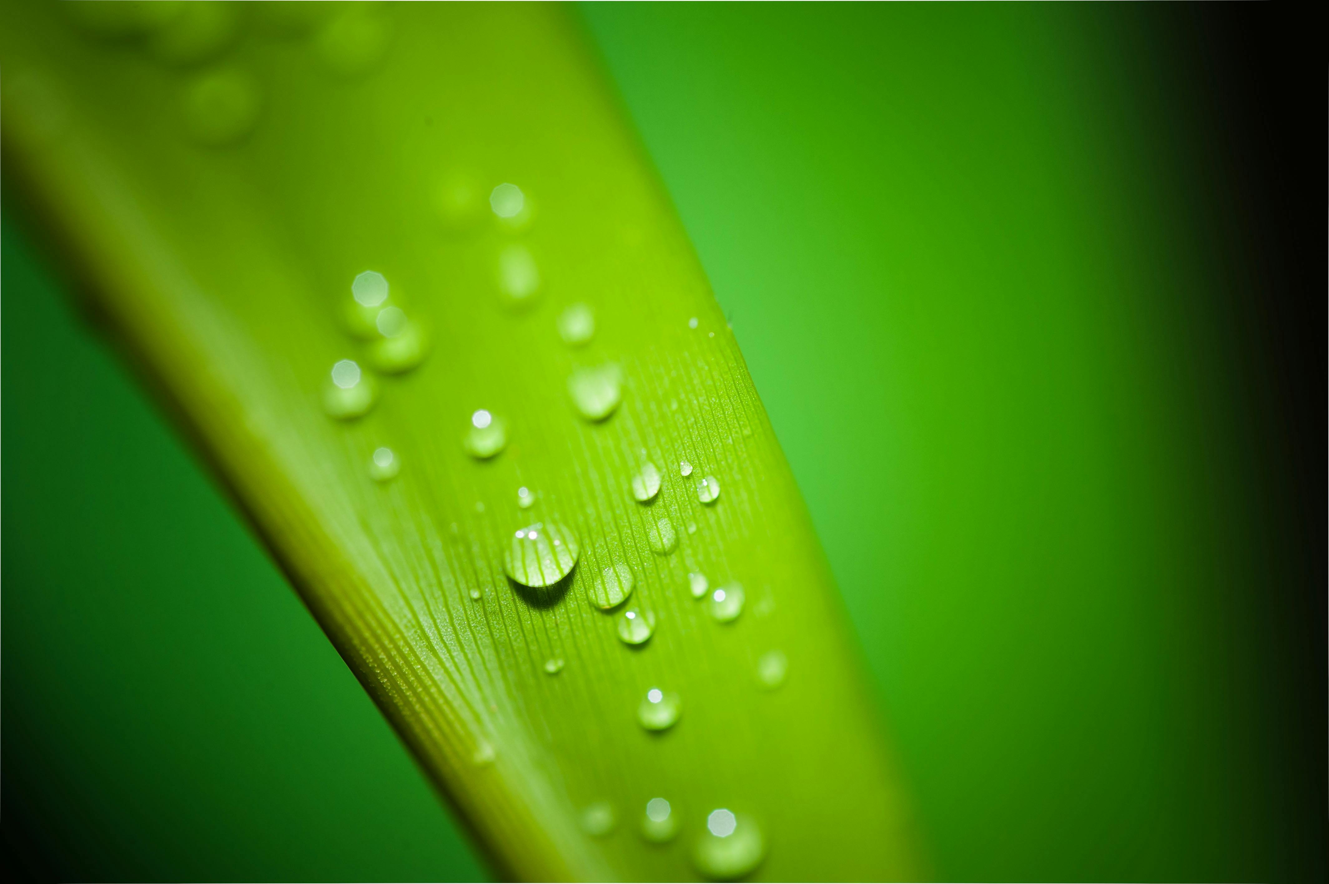 Hd Wallpaper Green Water Drop