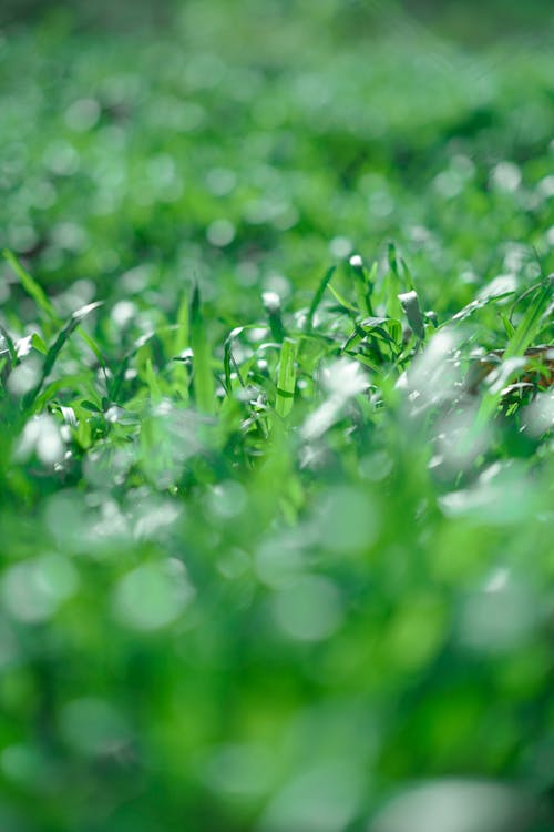 Photos gratuites de croissance, fermer, flore