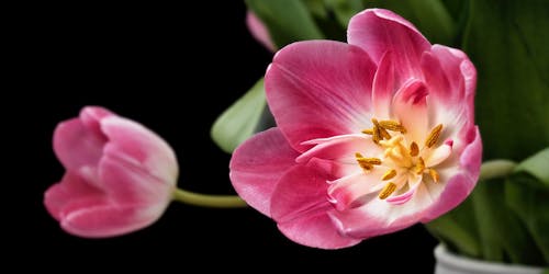 無料 クローズアップ写真の白いピンクの花 写真素材