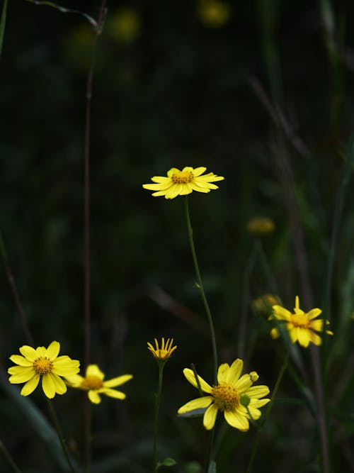 Free Close-up Photo of Yellow Flowers Stock Photo