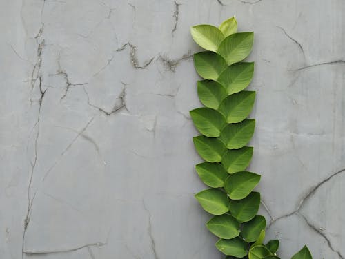 Free Shingle Plant on Concrete Wall Stock Photo