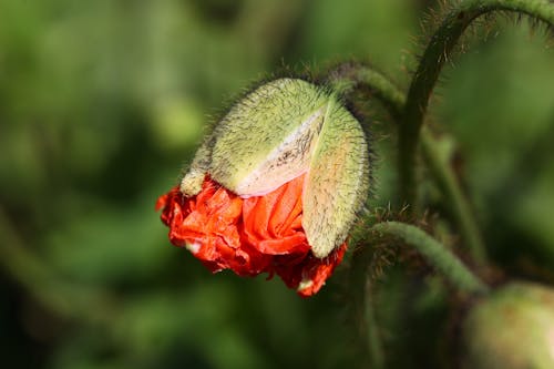無料 赤い花の傾きシフトレンズの写真 写真素材