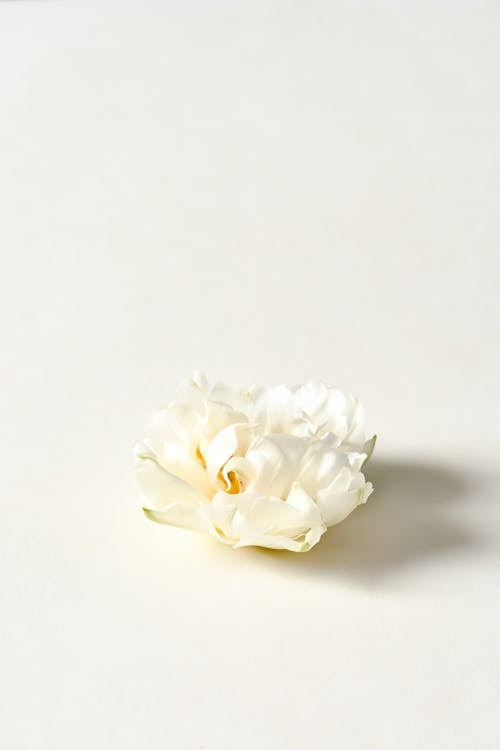 Close-Up Photo of White Flower on White Surface