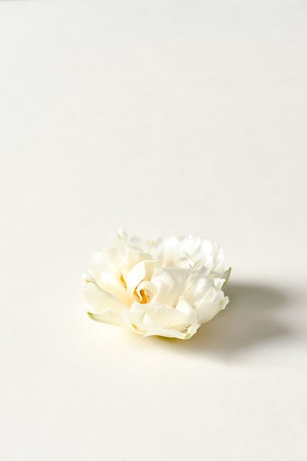 A delicate white flower showcased in a minimalist style on a soft, neutral background.