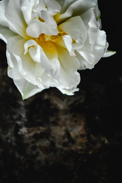 Close-Up Photo of a Delicate White Petaled Flower