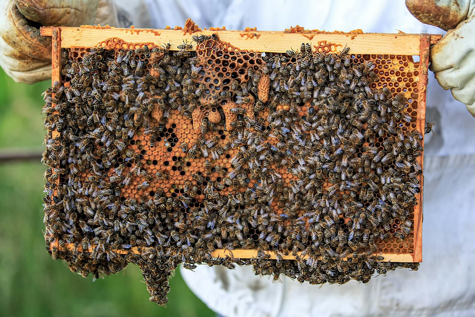 蜂巢蜜好吃吗？是不是比蜂蜜有营养？ - 知乎