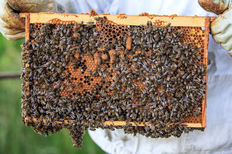 A Swarm Of Honey Bees On A Beehive