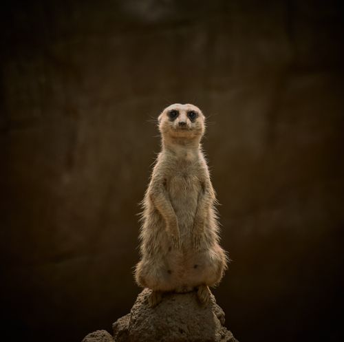 Free Close-up of an alert meerkat standing upright on a rock, displaying natural behavior in a serene setting. Stock Photo