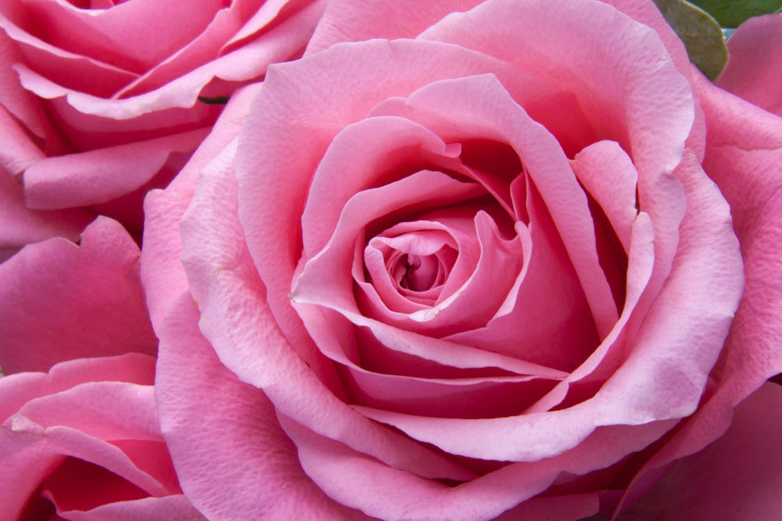 Free Pink Rose Stock Photo