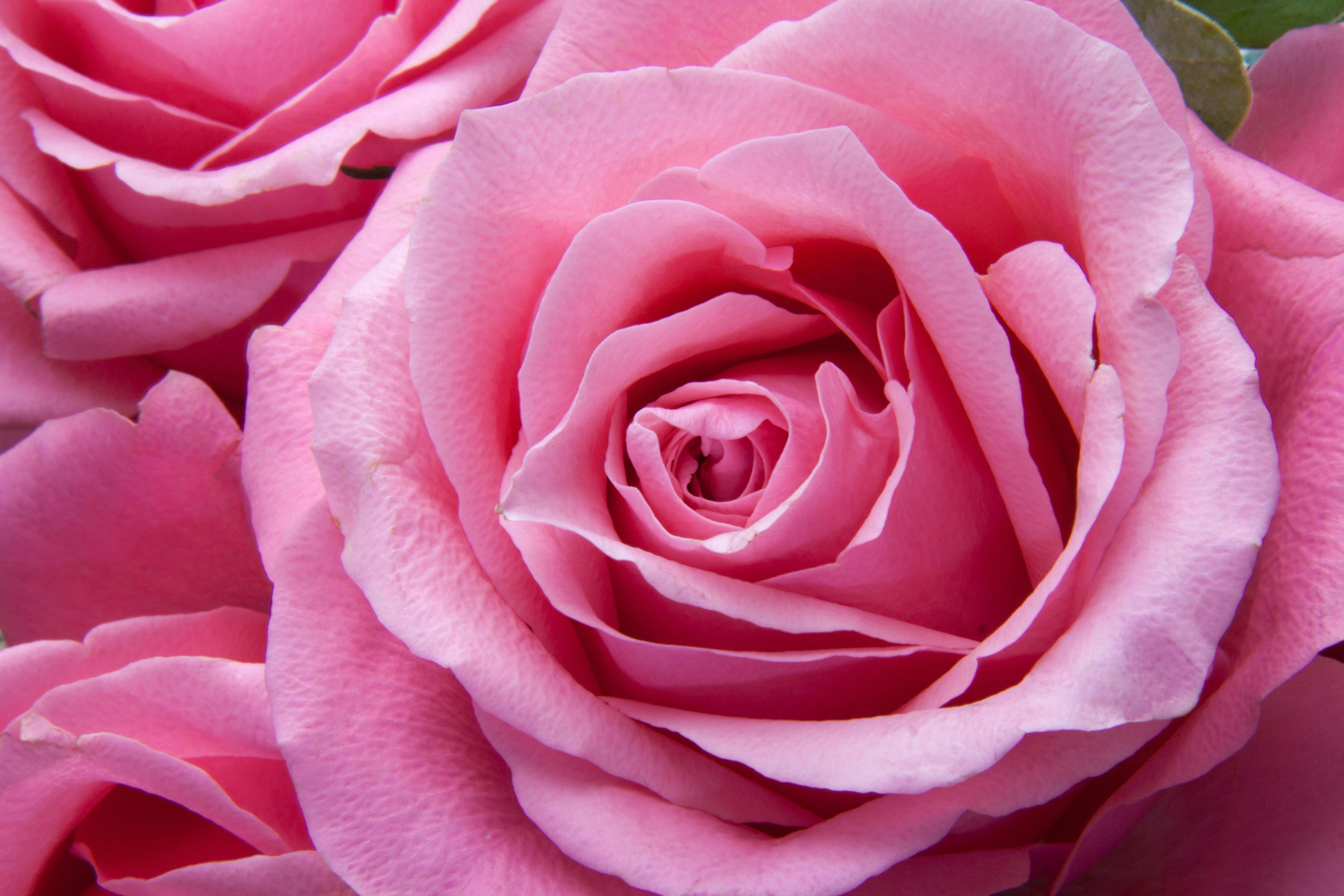 Fresh Pink Rose Flower Wallpaper Hd Free Download