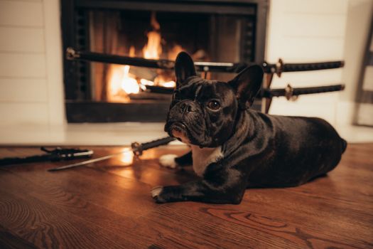 French Bulldog lying on wooden floor by a warm fireplace with samurai swords in the background.
