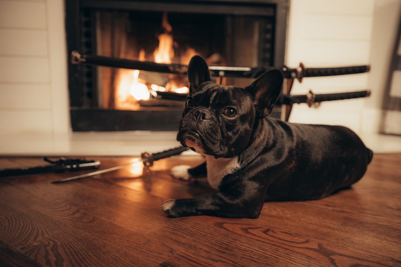 french bulldog lying on wooden floor by a warm fireplace with samurai