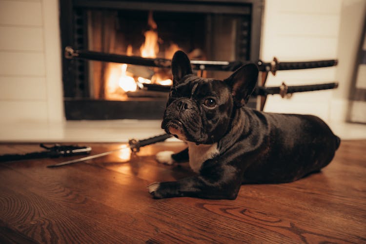 A Dog By The Fireplace 