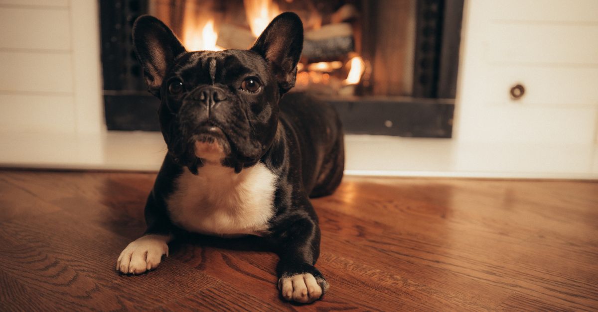 French Bulldog Seasonal Shedding Do French Bulldogs shed a lot in winter: black and white Frenchie lying by a fireplace