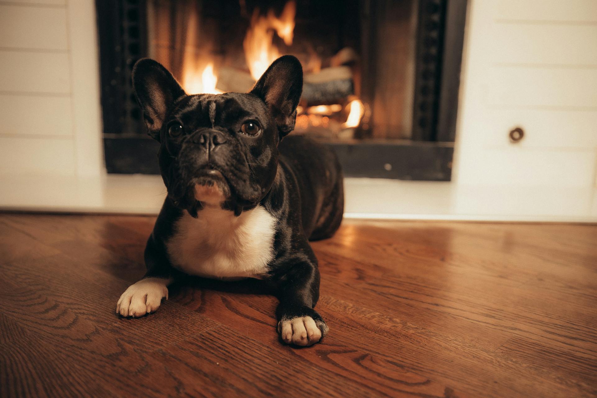 Un charmant bouledogue français étendu sur un sol en bois