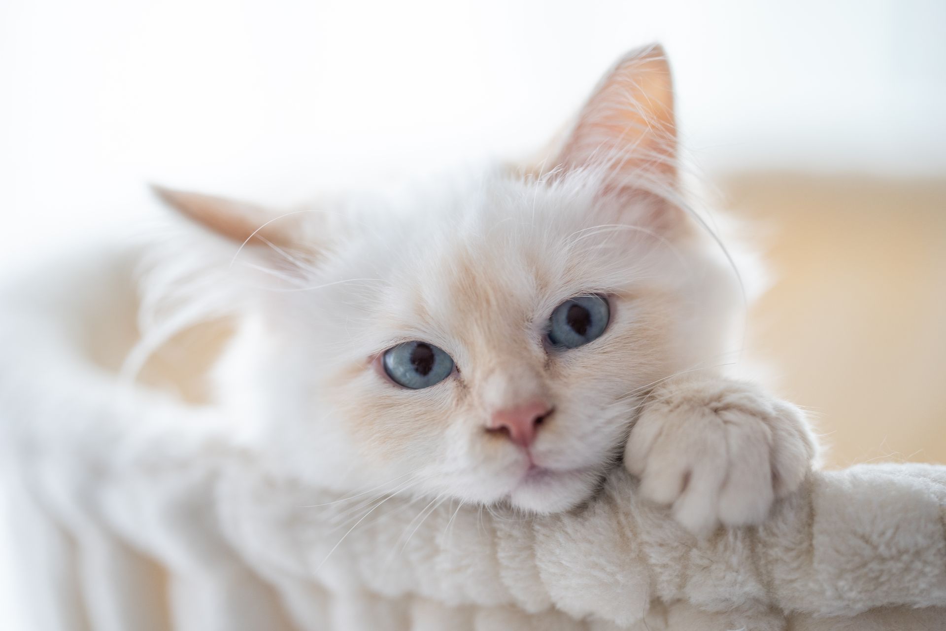 Adorable domestic cat with white fluffy fur and blue eyes in soft basket