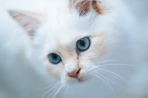White attentive cat with blue eyes