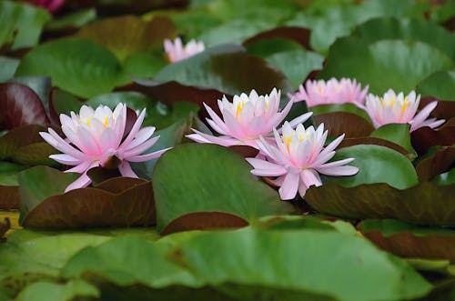 Close-Up Shot of Pink Lotus Flowers in Bloom