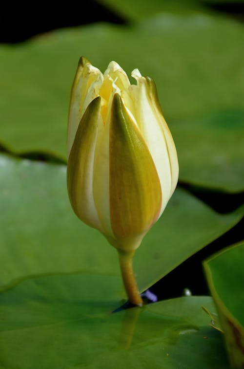 A Bud of a Water lily