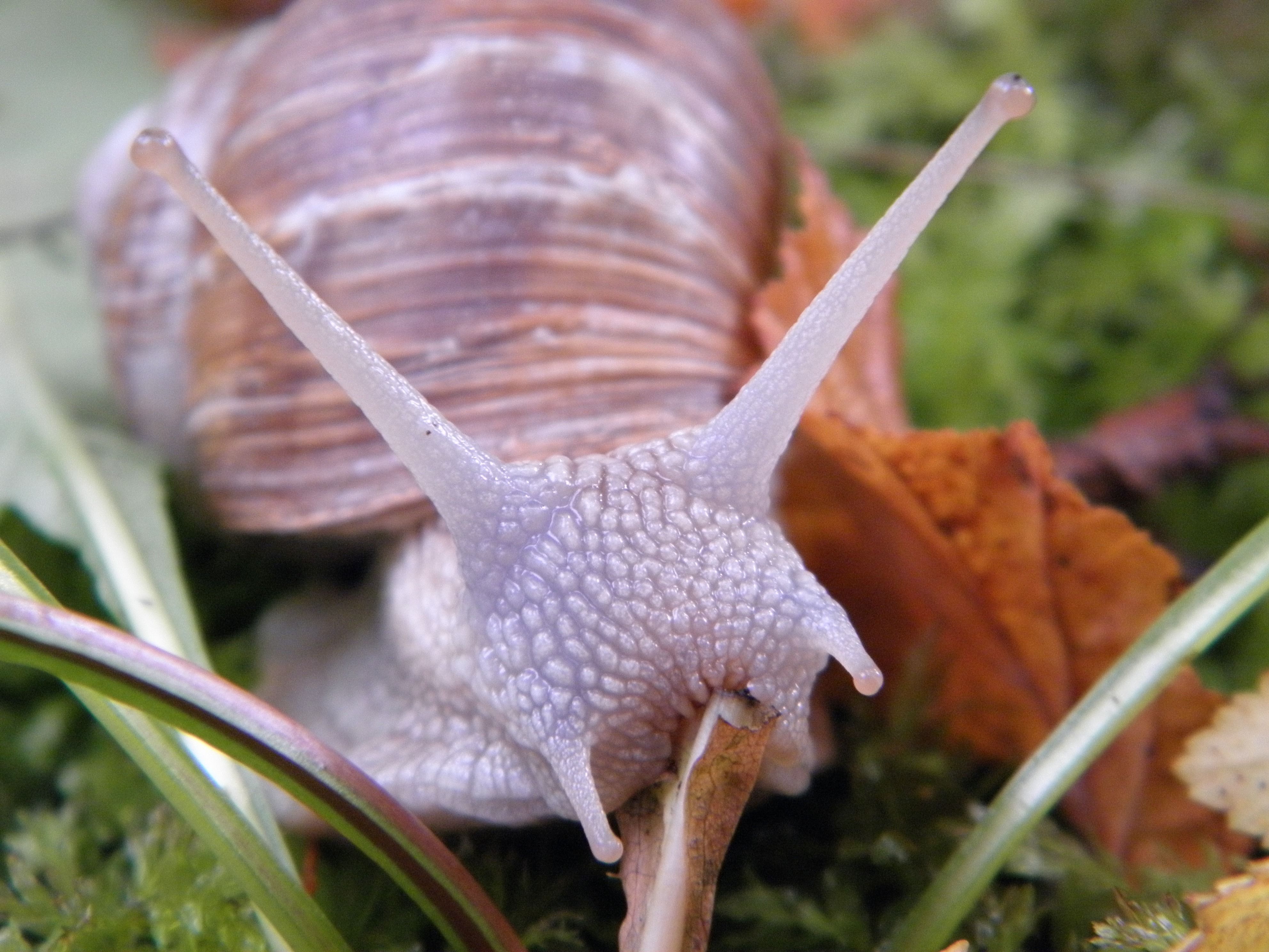 Kostenloses Foto Zum Thema Gastropode Makro Natur
