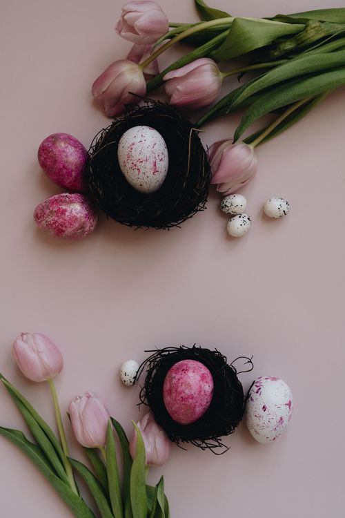 Free Aesthetic flatlay featuring dyed Easter eggs, pink tulips, and quail eggs on a soft pink background. Stock Photo